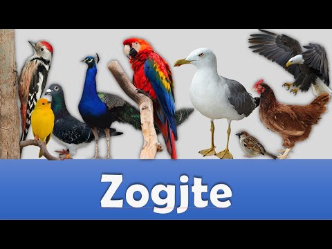 Emrat e zogjeve + tingujt 🐥