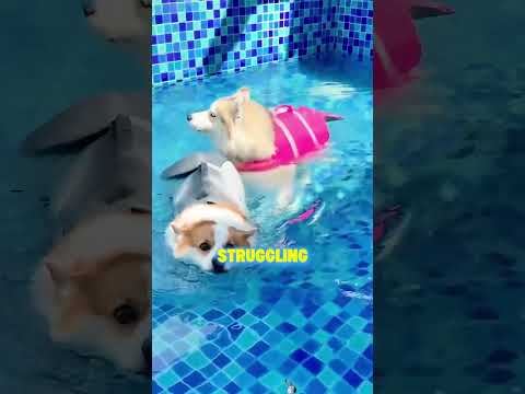 What a stubborn pup, haha!#shorts #dog #cute