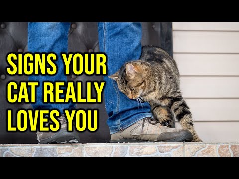 10 Signs That Shows Your Cat Really Loves You