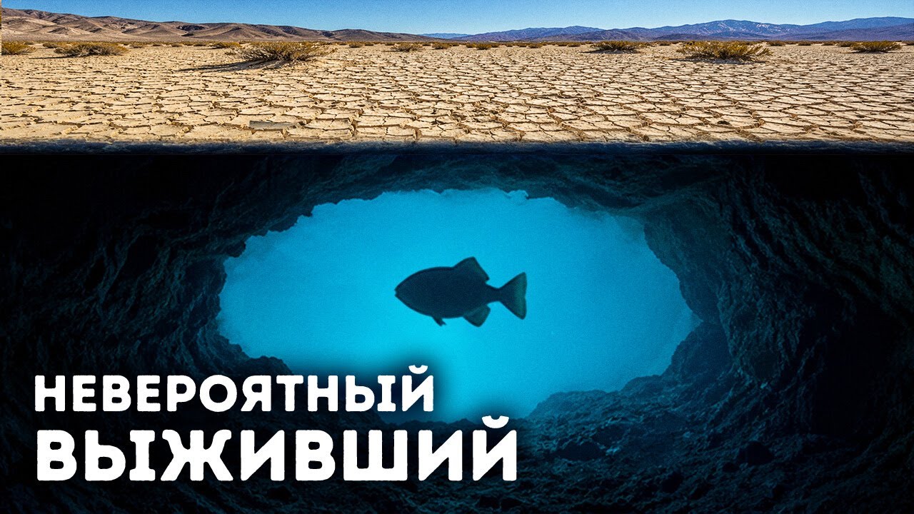 Почему самая редкая в мире рыба оказалась в ловушке в пустыне Невады