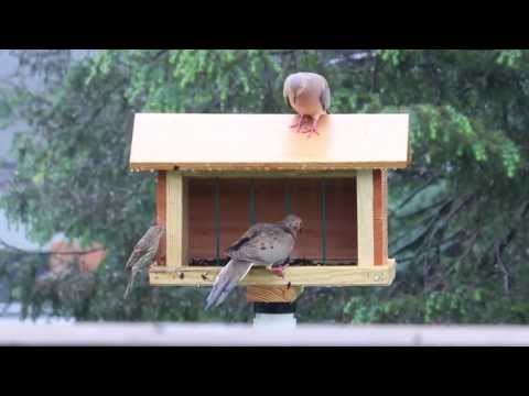Doves at the new feeder.