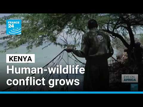 Kenya: Crocodiles pushed towards homes by rising lakes