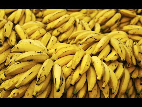 Gün-Ana's Banana (Music Visualization)