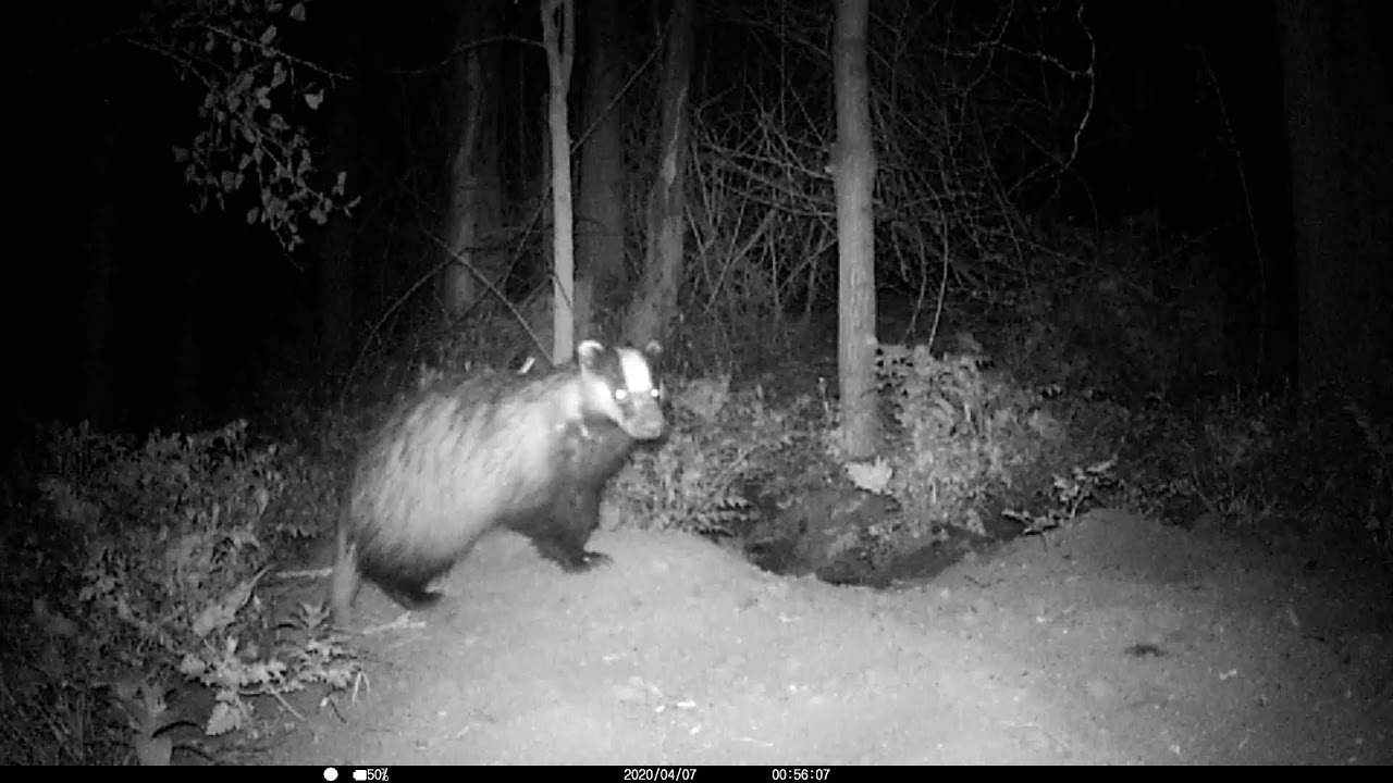 My Springwatch 2020 Episode 3