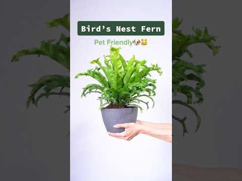 Birds Nest Fern Grow Guide🌱 #houseplants #indoorplants #houseplantvarieties