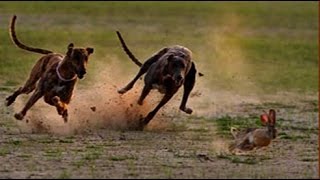 Greyhound Chasing Rabbit --- Two Dogs Vs Rabbit  ➤ Tiger Channel Tv