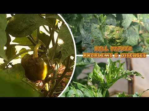 What are the Problems and Diseases of Bell Peppers in our Farm