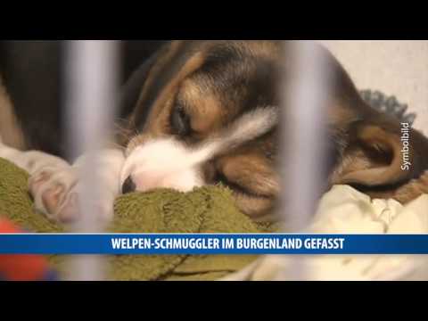 Welpen-Schmuggler im Burgenland gefasst