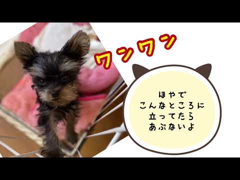 #ワンワンU・x・Uお悩み相談室 1️⃣0️⃣4️⃣〜福井市「空くん」🐶交差点を通行する時は安全確認を忘れないでね！