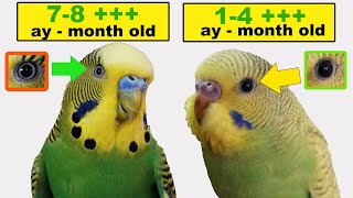 Muhabbet Kuşu Yaşı Nasıl Anlaşılır 9 Belirt
