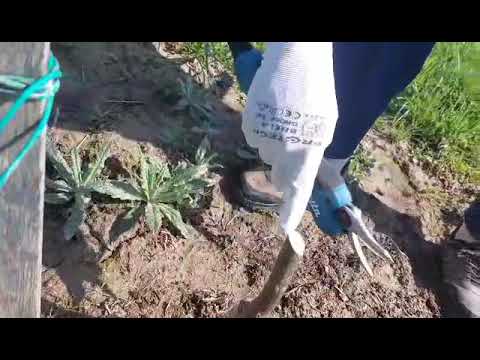 Rezidba i čepovanje oraha,čitaj opis,detaljno objašnjenje