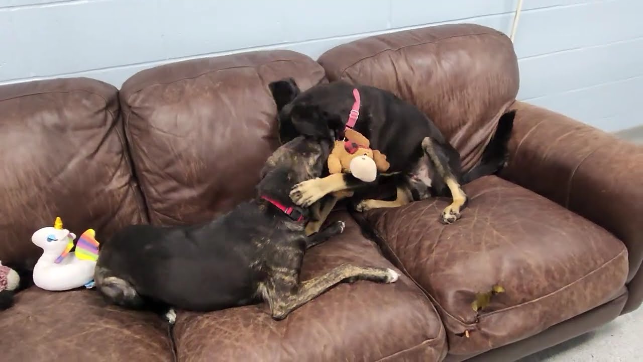 Scarlett, a Adoptable Mixed Breed in Marshfield, WI video 6/6