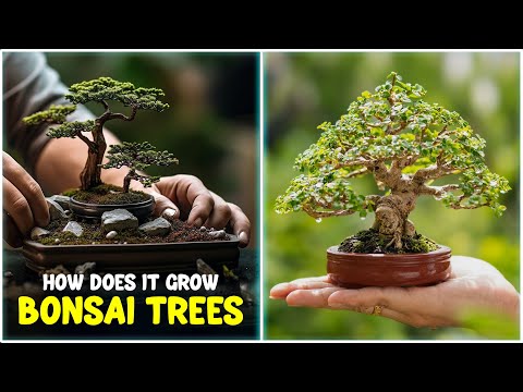 How to grow BONSAI Tree at Home | Bonsai Trees for Beginners