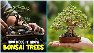 Download lagu How to grow BONSAI Tree at Home | Bonsai Trees for Beginners mp3 Download lagu How to grow BONSAI Tree at Home | Bonsai Trees for Beginners mp3