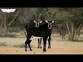 The Kalahari Desert