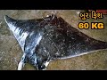 Indian Live Fishing Boat Deep Sea In Gujarat Big Fish Market Fish Market