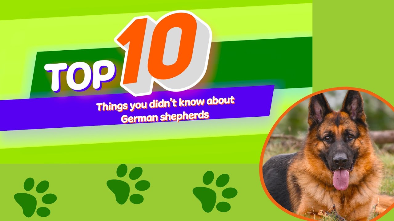 10 Things You Didn't Know About German Shepherds