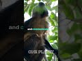 Bet you didn't know this about HOWLER MONKEYS! #shorts