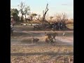 Usiombe Kukutana Na Mbwa Mwitu Utajuta Ona Simba Anavyochezeshwa Mziki