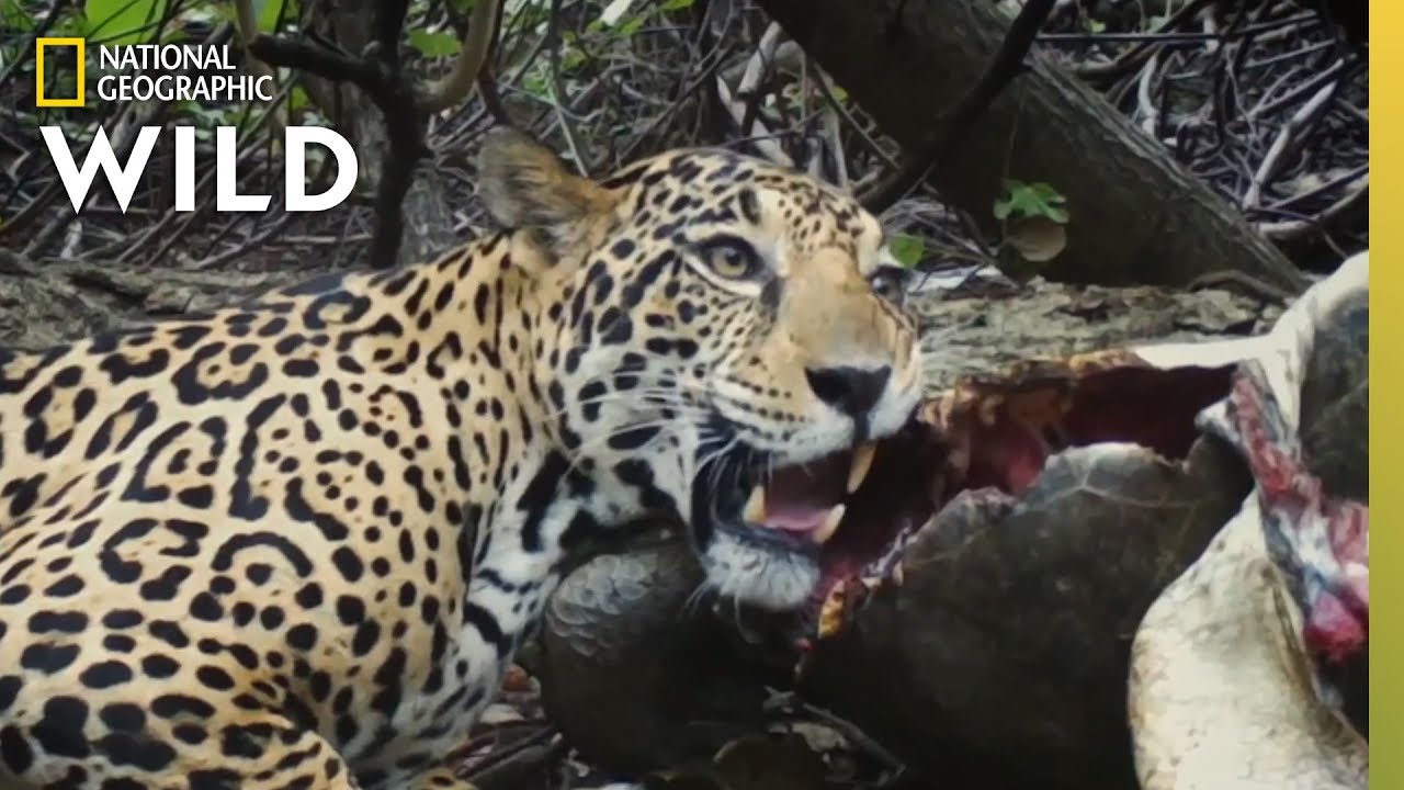 Miniature de la vidéo Big Cats Share a Meal | Jaguar Beach Battle du film Jaguar Beach Battle
