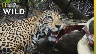 Big Cats Share a Meal | Jaguar Beach Battle