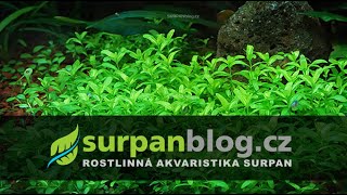 Micranthemum micranthemoides