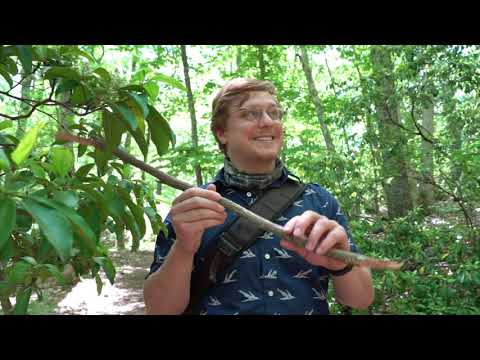 An Exploration of Forest Plants on Ravine Trail with Naturalist Mike Zarfos