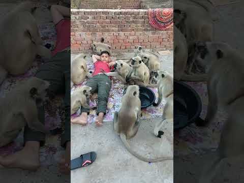 Bandar | Monkey Video | Monkey Cartoon | Bandar Wala Cartoon | Bandar Wala | बंदर 🔥 #shorts