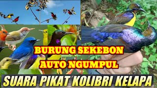 Download lagu SUARA PIKAT KOLIBRI KELAPA PALING AMPUH // KOMBINASI SUARA KOLIBRI KELAPA RIBUT // korlap gacor  mp3