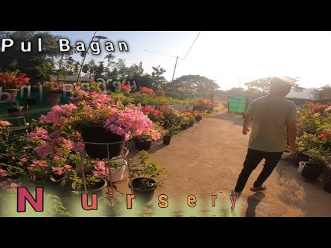 Home Flower Nursery||Nangode Contact Kae Raena Gita Mangen||Dainadubi Meghalaya / @GBoys