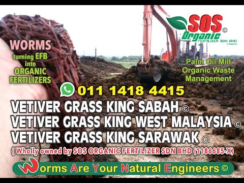 WORMS TRANSFORMING EFB. Palm Oil Mill Organic Waste Management . VETIVER ( History Part 13 of 50 )