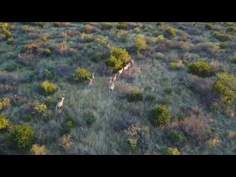 African antelopes running in single file lines at sunset, aerial view | Premium Video Footage | 4K