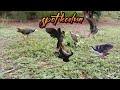 Racik Ruak Ruak Kesalahan Memasang Kamera Bird Trap