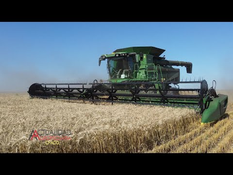 Cosecha de Trigo - Mauricio Silvero - Roberto Flores - Tres Isletas Chaco.