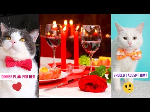 Cute and Funny Cat videos | A Valentine's Special !  Cat's Love Story | Aww Animals