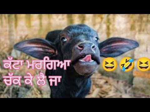 katta #comedy video Punjabi vs Bhiri #funny trending very intertaining