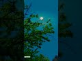 Azhagooril Poothavalae Spbalasubrahmanyam Sujatha Love Bemine Whatsappstatus Trisha