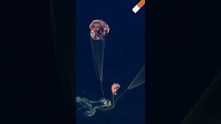 así fue el amerizaje de Artemis II