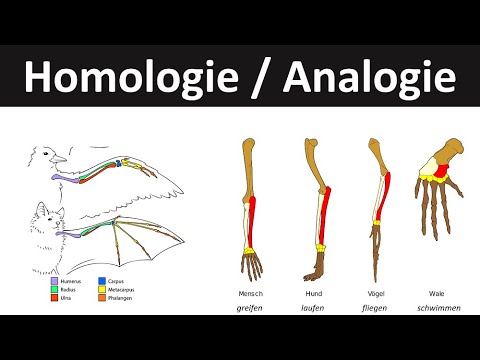 Homology and Analogy [Biology, Evolution, Upper Secondary Level]