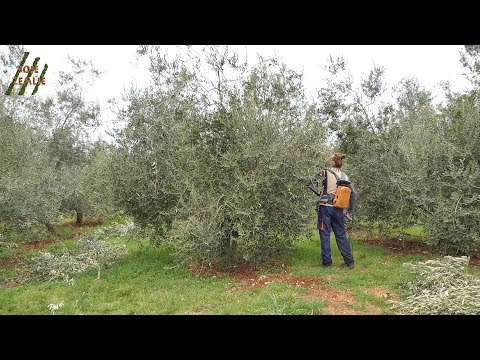 BOJE ZEMLJE Rezidba masline: Kako pravilno orezati maslinu?