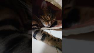 トンネル遊び中に寝てしまった猫【ベンガル猫】
