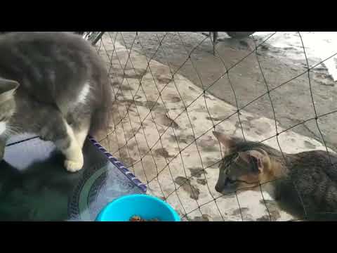 Selly Kucing Pintar ( Kucingnya Ashim )