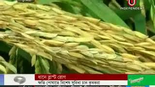 ধানের বøাস্ট রোগ