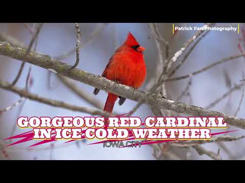 🎄❤️ Stunning Red Cardinal Sighting! | Holiday Pop of Color ❤️🎄  in 4K #viral #red #wildlife