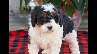 Video preview image #1 Bernedoodle (Miniature) Puppy For Sale in LEOLA, PA, USA