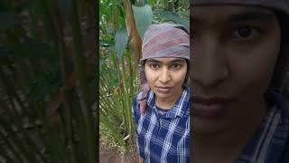 Download lagu This is the 'water lap' in the cardamom orchard #farming mp3