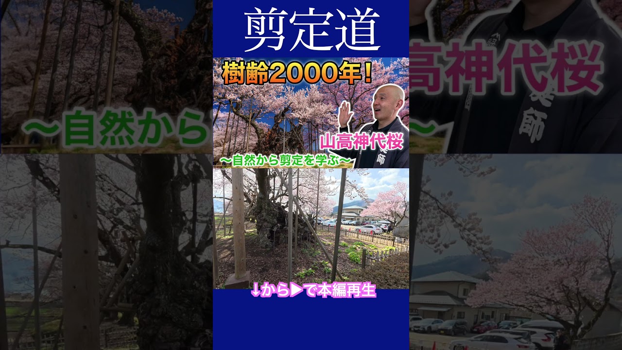 日本三大桜の一つ「山高神代桜」樹齢２０００年　　 #剪定方法 #農業 #庭作業 #日本三大桜 #国天然記念物 #桜 #山梨県 #北杜市