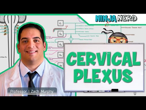 Neurology | Cervical Plexus