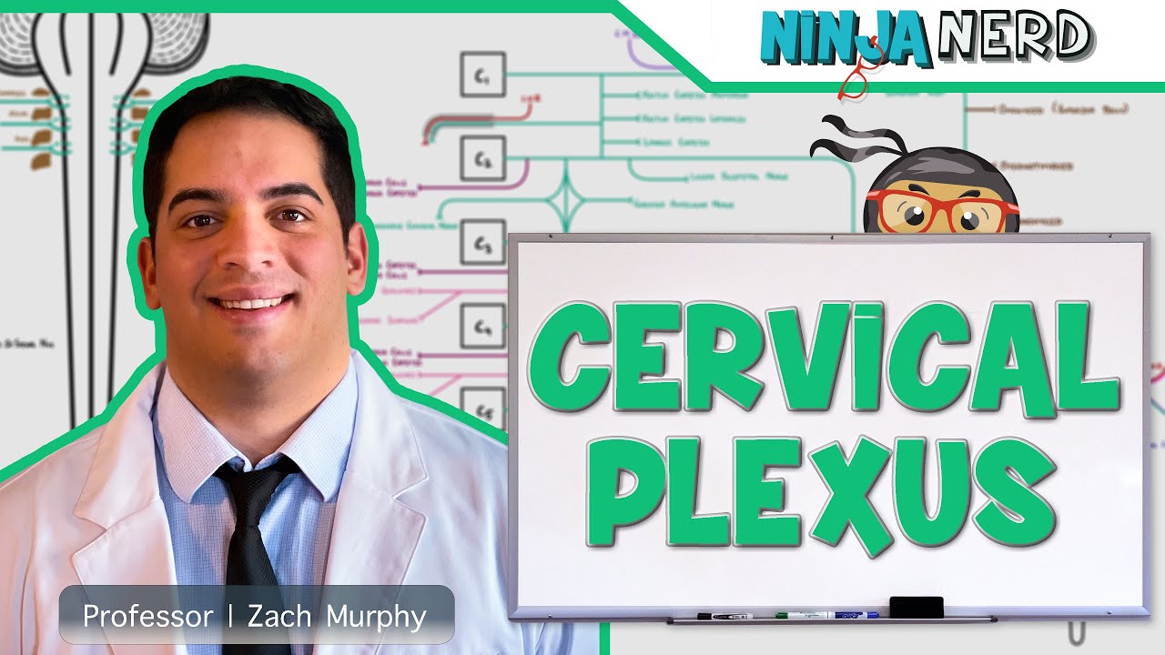 Neurology | Cervical Plexus