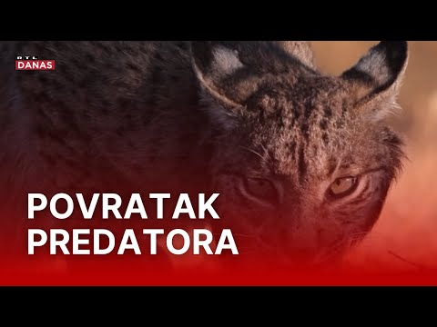 Najveća europska mačka viđena u Hrvatskoj: Snimljena na dvije lokacije | RTL Danas